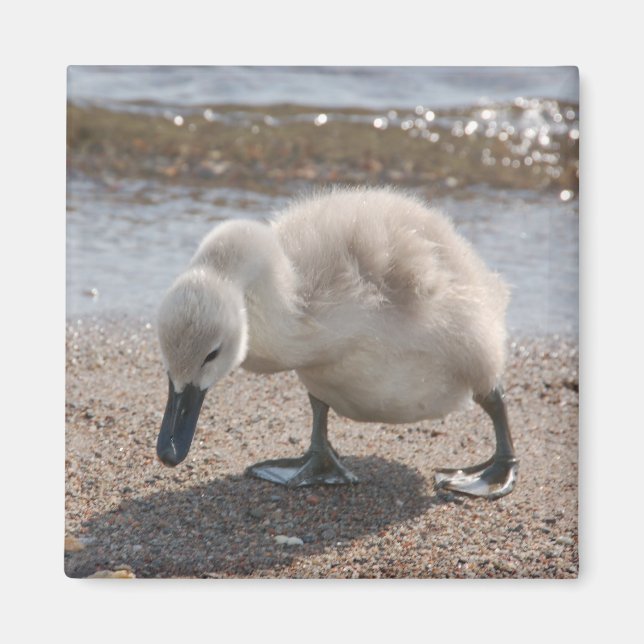 Aimant de cygne animal bébé (Devant)