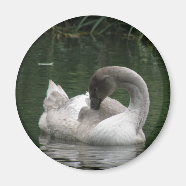 Aimant de cygne dormant (Devant)