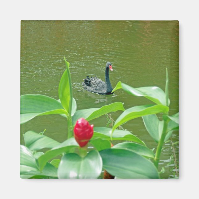Aimant de cygne noir (Devant)