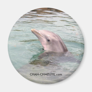 Aimant de dauphin