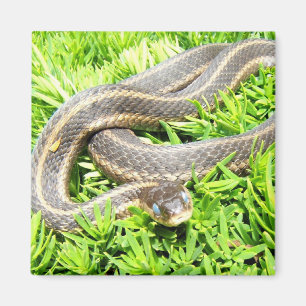 Aimant de ~ de serpent observé par bleu