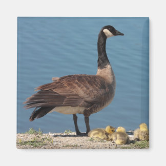Aimant de famille d'oie 2