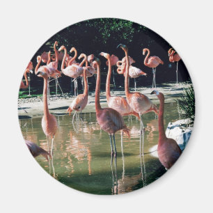 Aimant de Flamant rose