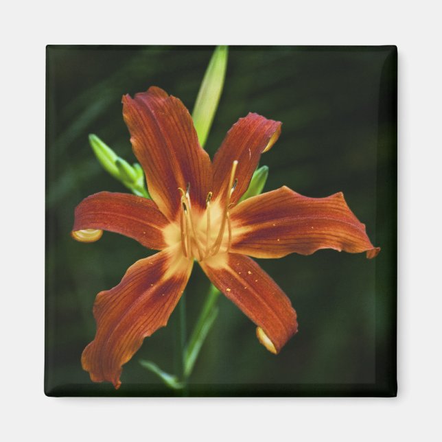 Aimant de flamme du jardin (Devant)