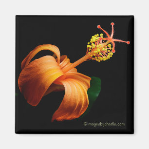 Aimant de fleur d'hibiscus hawaïen Kokio