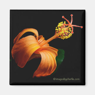 Aimant de fleur d'hibiscus hawaïen Kokio