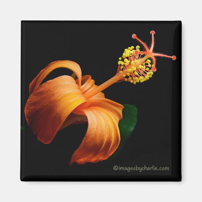 Aimant de fleur d'hibiscus hawaïen Kokio (Devant)