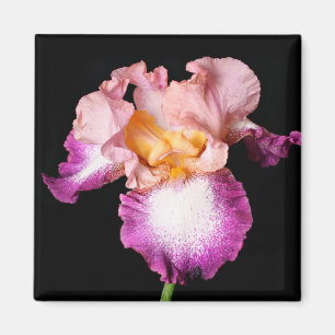 Aimant de fleur d'iris