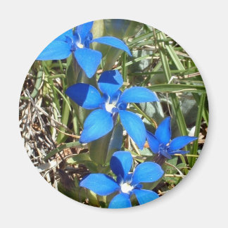 Aimant de fleurs de gentiane bleu