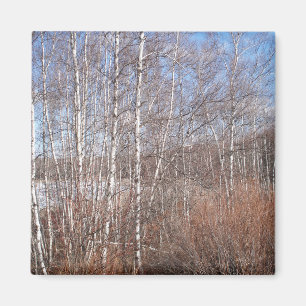 Aimant de forêt de bouleau
