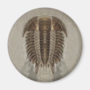 Aimant de fossile de Trilobite