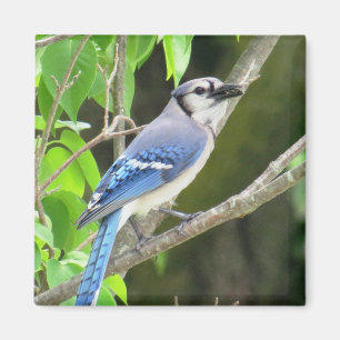 Aimant de geai bleu