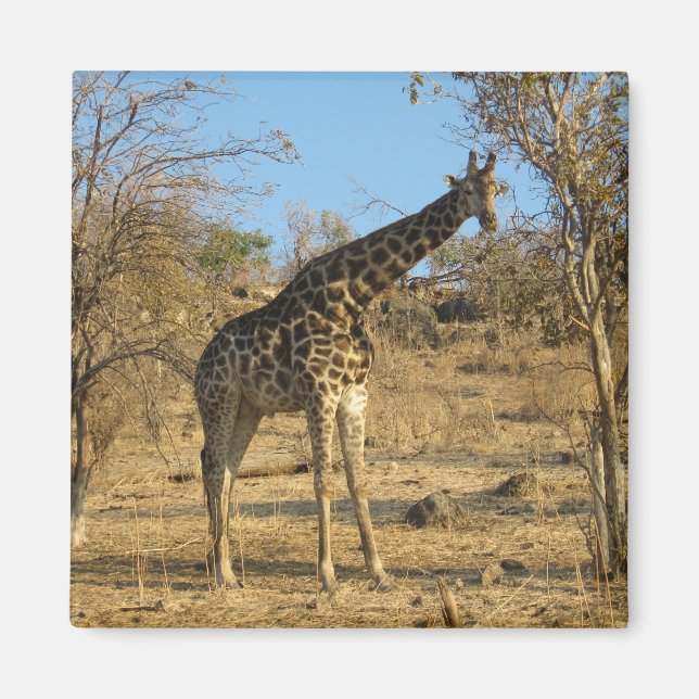 Aimant de girafe (Devant)