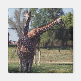 Aimant de Giraffes réticulé