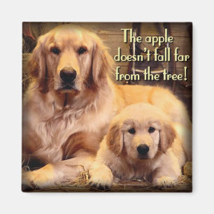 Aimant de golden retriever