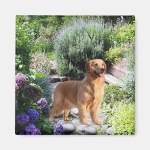 Aimant de golden retriever