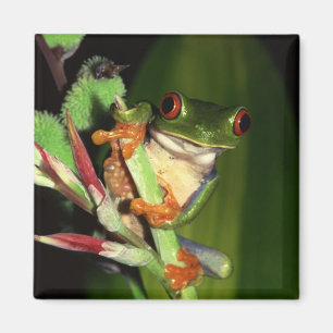 Aimant de grenouille d'arbre