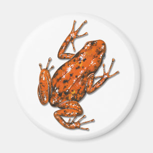 Aimant de grenouille de dard de poison