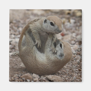 Aimant de grondement d'écureuil