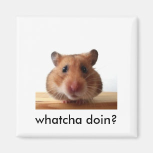 Aimant de hamster