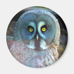 Aimant de hibou