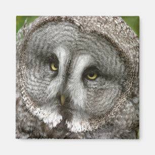 Aimant de hibou de grand gris