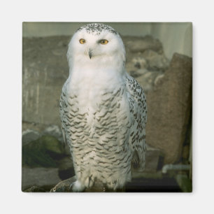 Aimant de hibou de Milou