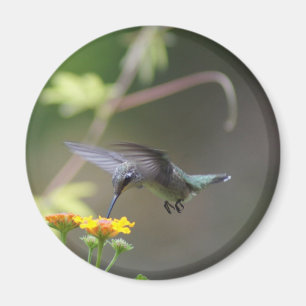 Aimant de Humming été
