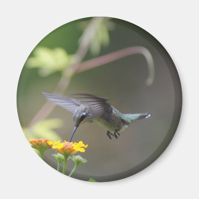 Aimant de Humming été (Devant)