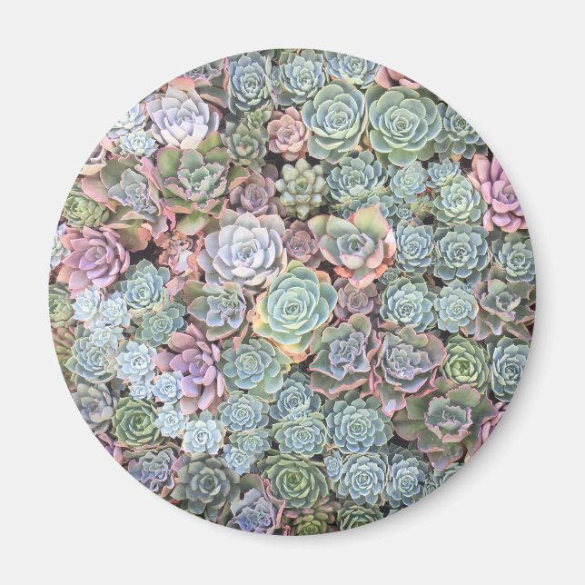 Aimant de jardin Pastel Succulent (Devant)