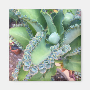 Aimant de Kalanchoe