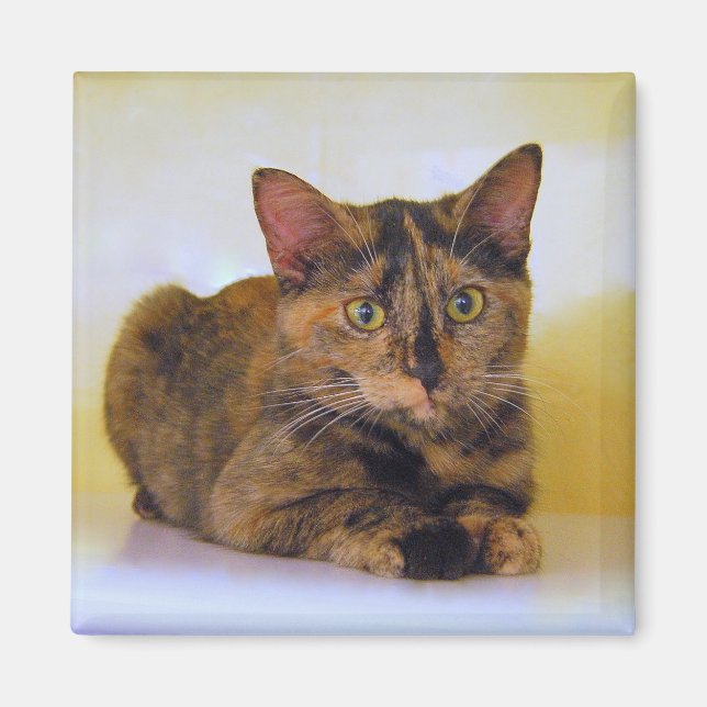 Aimant de Kitten Tortoiseshell (Devant)