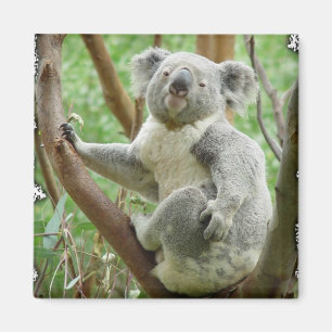 Aimant de koala