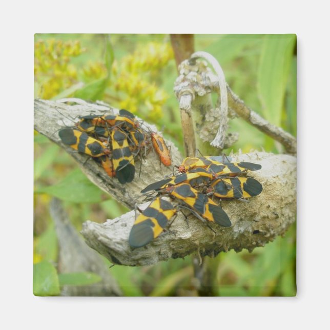 Aimant de la famille des bogues de l'algue no 1 (Devant)