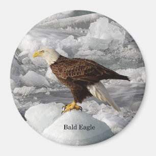 Aimant de l'aigle à tête blanche