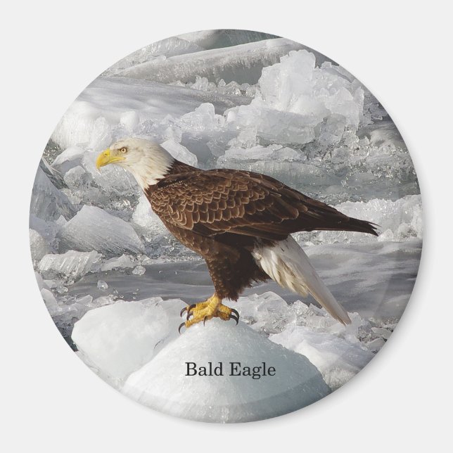 Aimant de l'aigle à tête blanche (Devant)