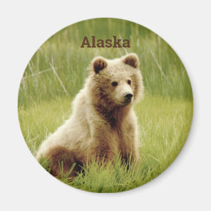 Aimant de l'Alaska avec l'petit animal d'ours gris
