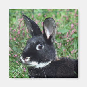 Aimant de lapin