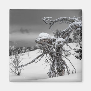 Aimant de l'arbre Alien
