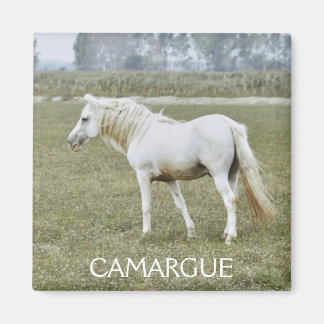 Aimant de l'étalon de Camargue
