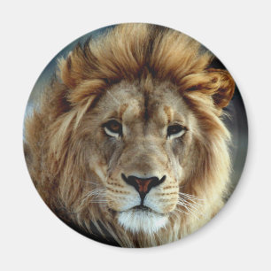 Aimant de lion
