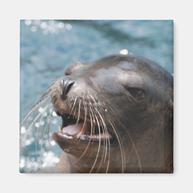 Aimant de lion de mer mignon (Devant)