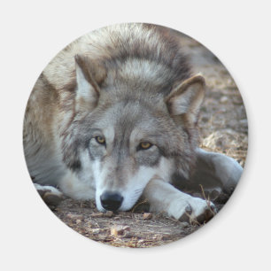 Aimant de loup de loups