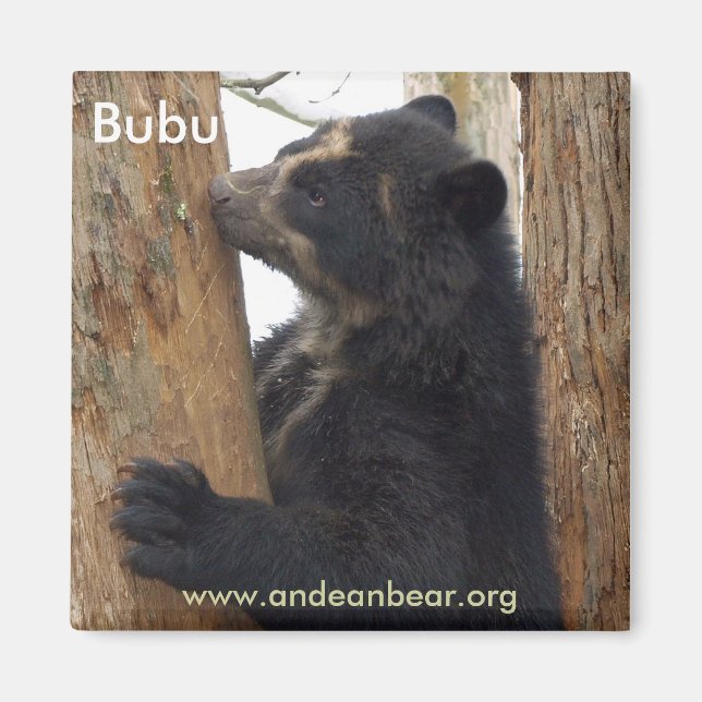 Aimant de l'ours bubu (Devant)