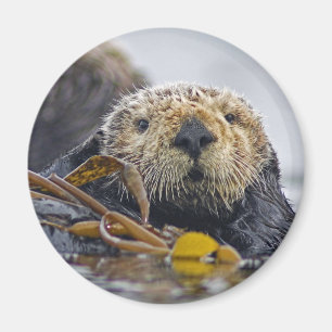 Aimant de loutre de mer