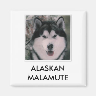 Aimant de Malamute d'Alaska