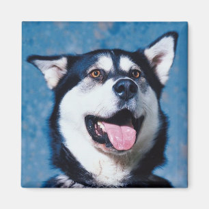 Aimant de Malamute d'Alaska