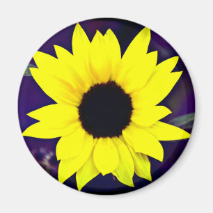 Aimant de marguerite