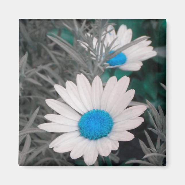 Aimant de marguerite blanche (avec turquoise) (Devant)