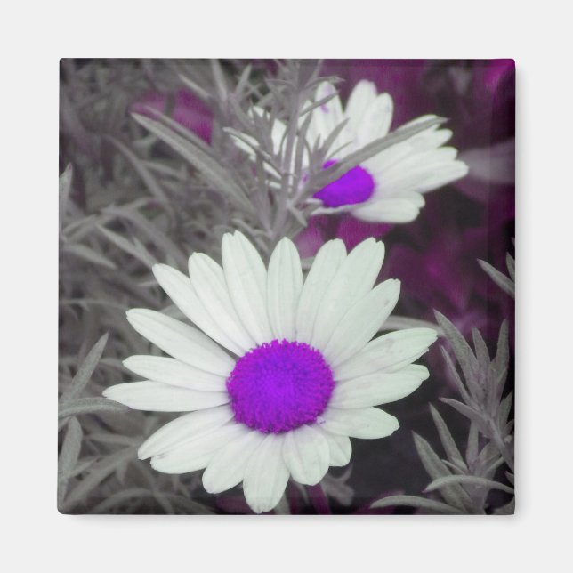 Aimant de marguerite blanche (p violet) (Devant)